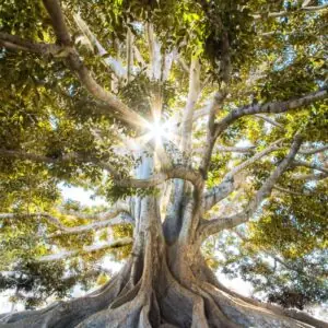 New Abundance Codes
